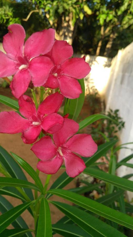 Umaya Holiday Home Anuradhapura Dış mekan fotoğraf